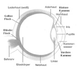 Foto vom Auge