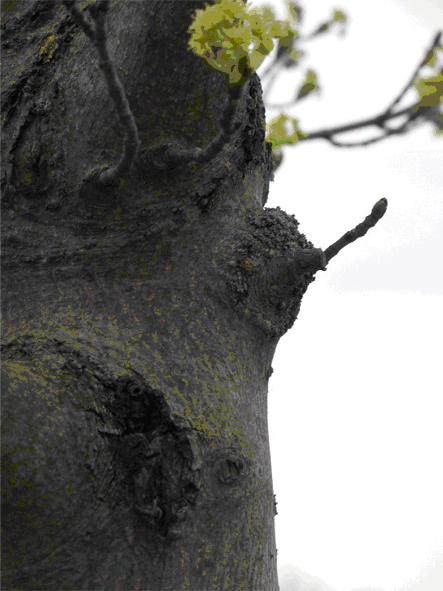 Baum