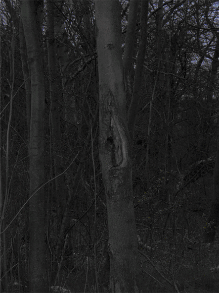 Baum
