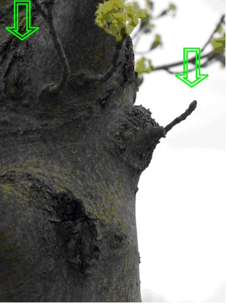Baum