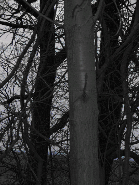 Baum