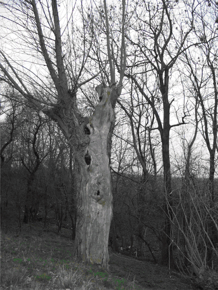 Baum