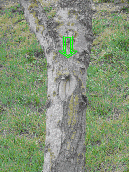 Baum