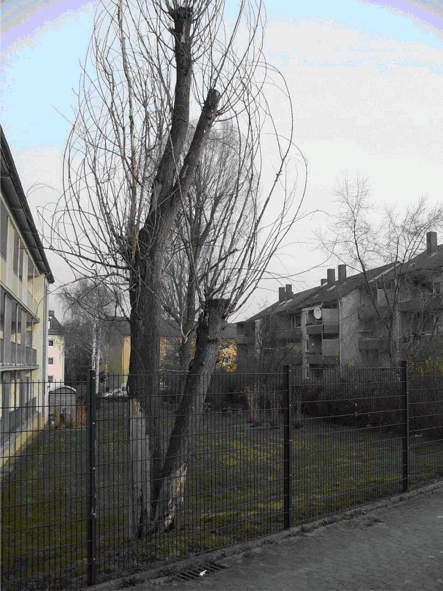 Baum