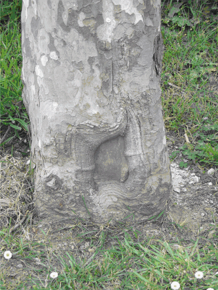 Baum