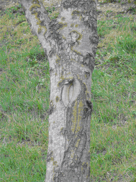 Baum